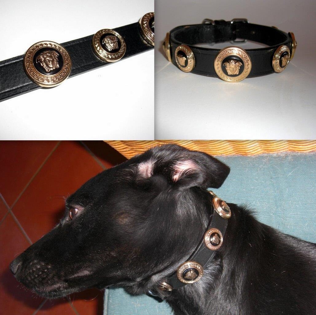 Versace gold Medusa Head Studded Designer dog collar. Medium Etsy