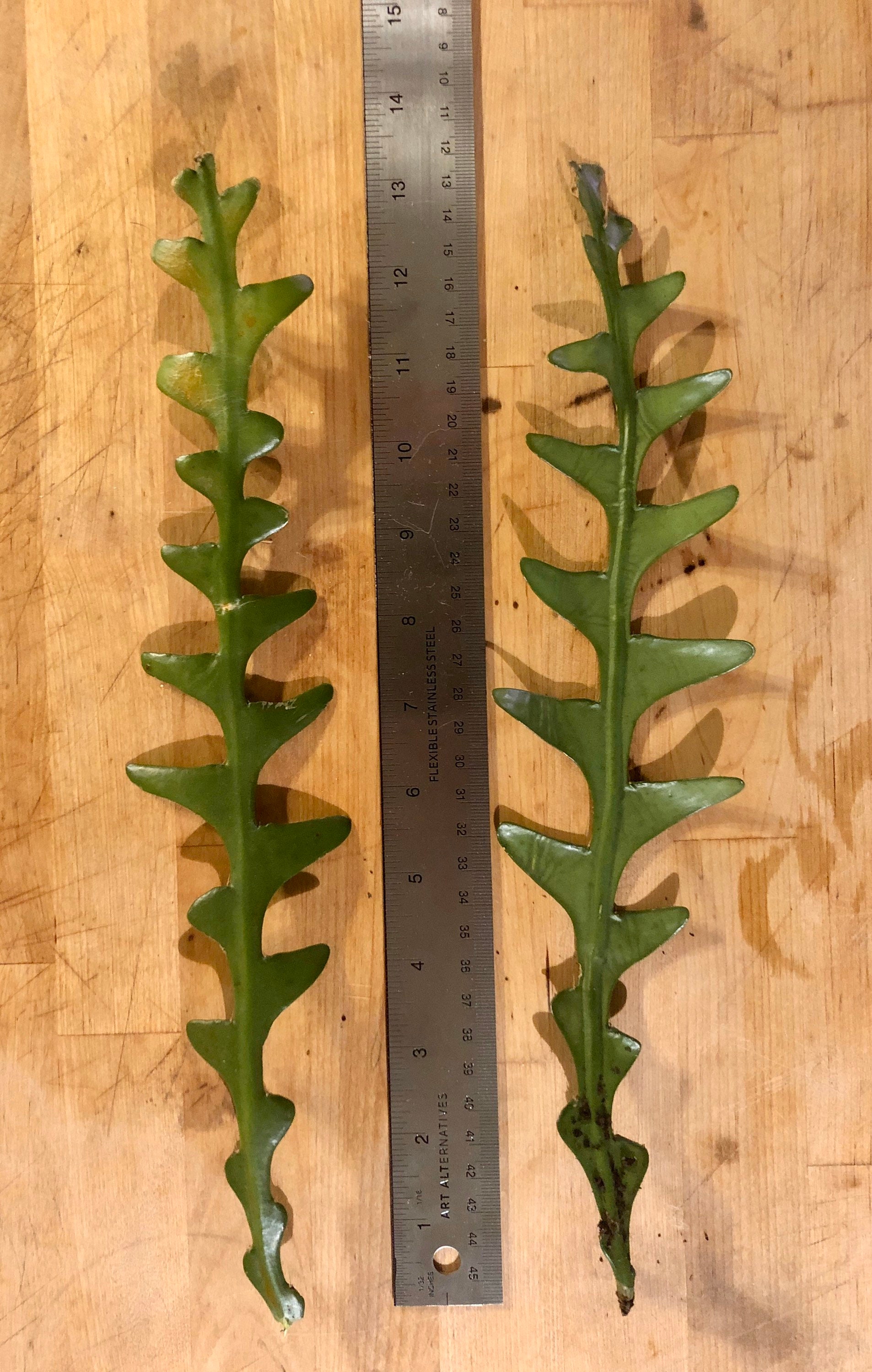 zigzag plant clipping zigzag plant clipping