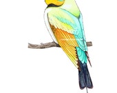 6 "x 8" Arcobaleno gruccione-stampa Fine Art, Archival, da inchiostro & acquerello originale, donazione di carità, arte di uccello, uccello stampa, uccello arredamento