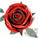 see more listings in the Long Stem Metal Roses section