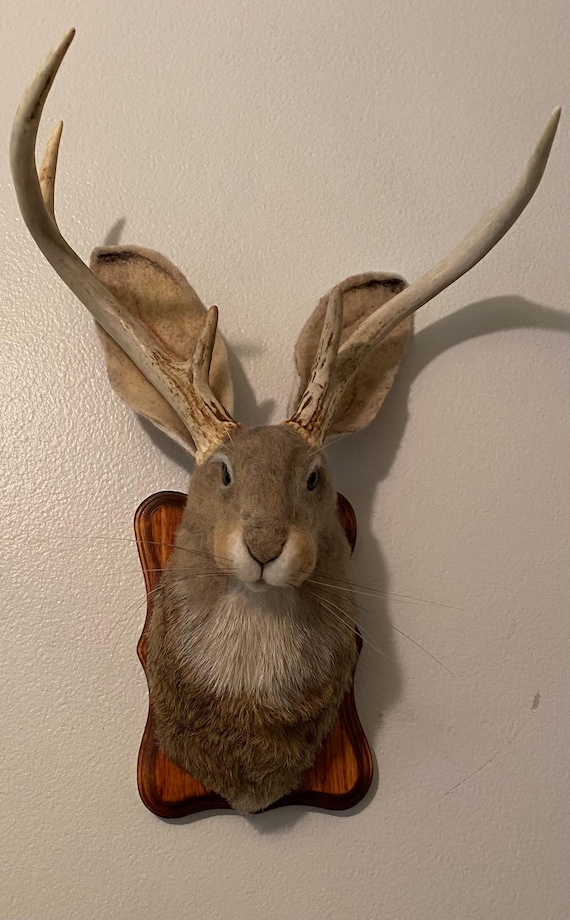 Jackalope Trophy Mount