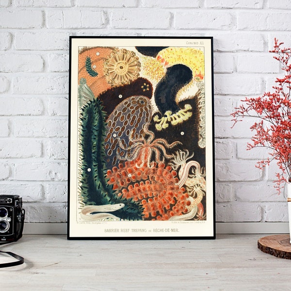 Coral Sea Cucumber Wall Art - Instant Digital Download - Beautiful Illustration Vintage - Poster - William Saville-Kent - Great Barrier Reef