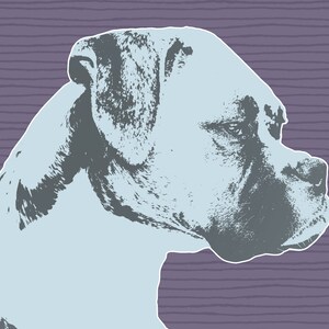 May include: A close-up of a light blue boxer dog's head, looking to the right, against a purple striped background.