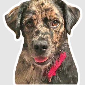 May include: A close-up portrait of a brindle and black dog with a red bandana around its neck. The dog has brown eyes and a kind expression.