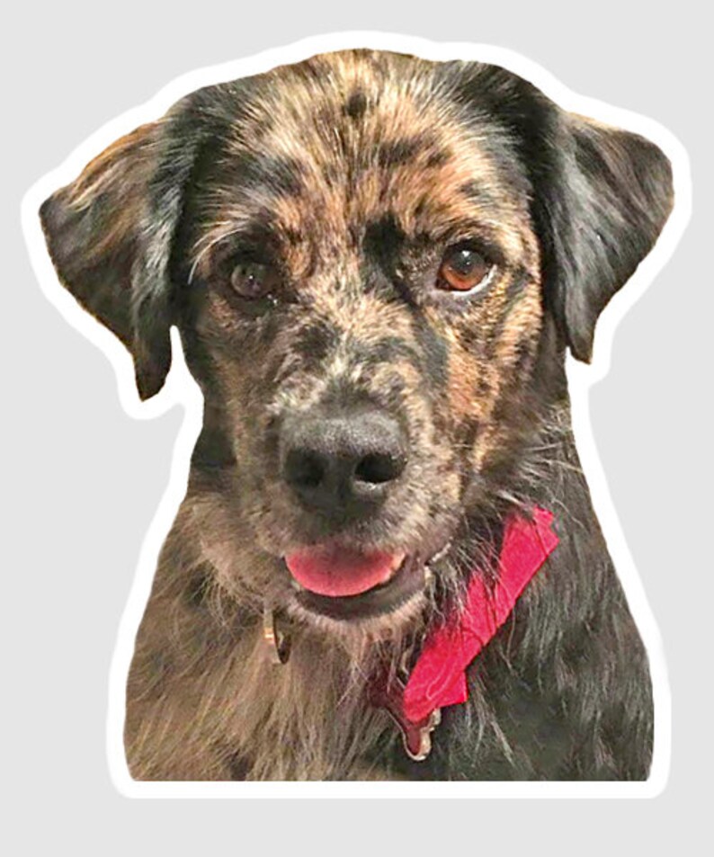 May include: A close-up portrait of a brindle and black dog with a red bandana around its neck. The dog has brown eyes and a kind expression.