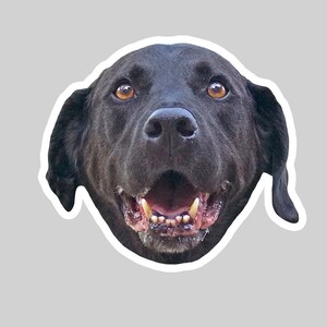 May include: A black dog with brown eyes and a wide open mouth, showing its teeth. The dog is looking directly at the camera.