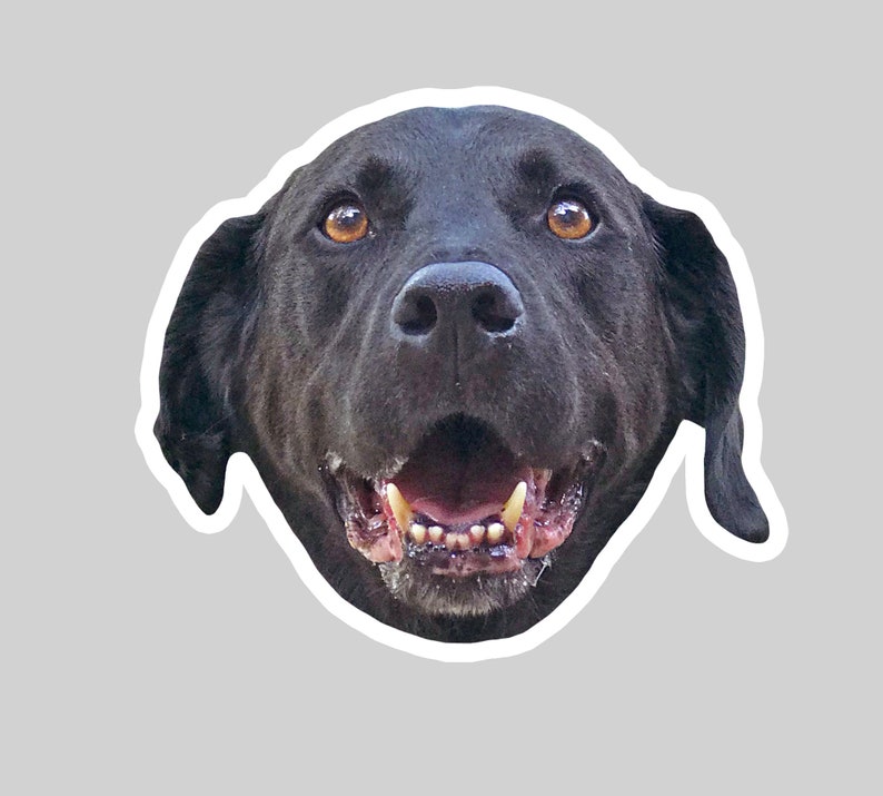May include: A black dog with brown eyes and a wide open mouth, showing its teeth. The dog is looking directly at the camera.