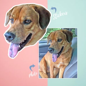 May include: Two images of a brown and tan dog with a pink tongue sticking out. The first image is a close-up of the dog's head. The second image shows the dog sitting in a car.