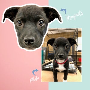 May include: A black and white puppy with a red collar is looking at the camera. The puppy is in a cage. The image is a photo that can be used to create a custom magnet.