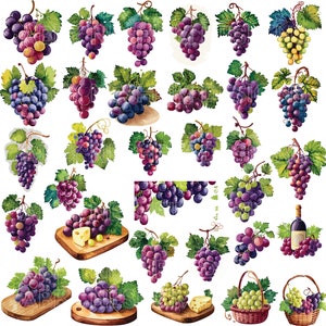 May include: Watercolor illustrations of various grape bunches in shades of purple, green, and yellow. Some bunches are paired with cheese on wooden boards, and others are in baskets or with a wine bottle. The images have green leaves and vines.