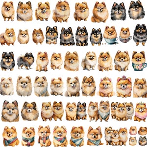 Pommeren aquarel clipart SVG, png, jpg
