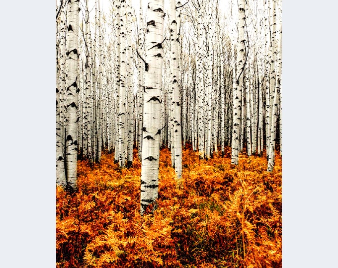 Featured listing image: Aluminum Photo Panel - Hummingbird - Birch Trees - Fall Tree  11"X 14" 12"X12"