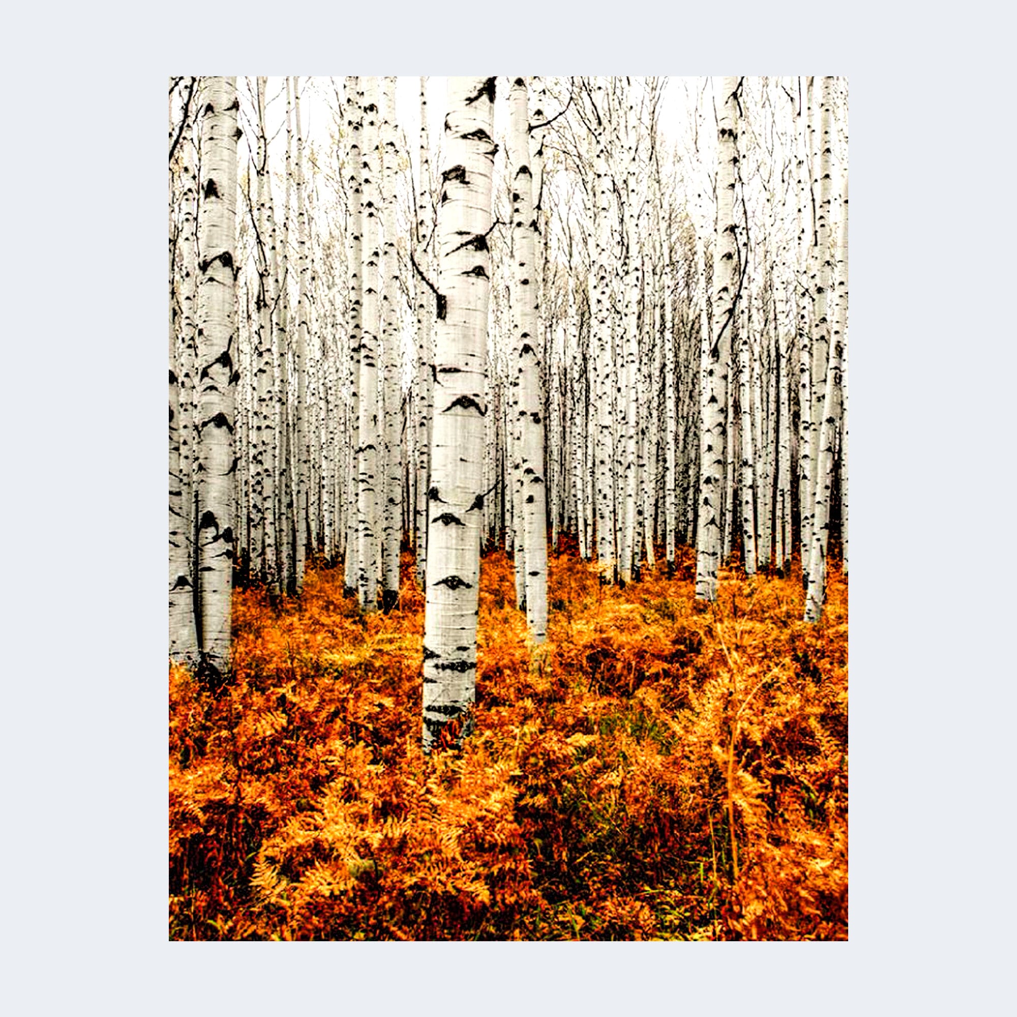 Birch Painting Panel 18 x 24 x 3/4-Inch, Pack of 4 Large Wood Canvas Boards for Painting, Blank Signs for Crafts, by Woodpeckers, Size: 18 x 24 x 3/4