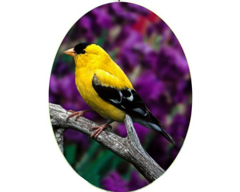 Suncatchers Large Glass Suncatchers Cardinal Goldfinch Etsy