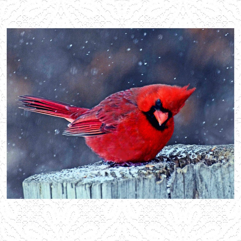 Cutting Boards-CARDINALS in my Kitchen'Tempered Glass' Different Cardinal Designs to Choose From Round or Rectangle Glass CARDINAL 2