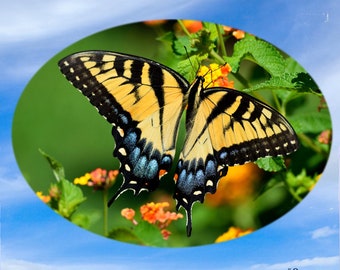 Suncatchers - Butterflies - Yellow Swallowtail