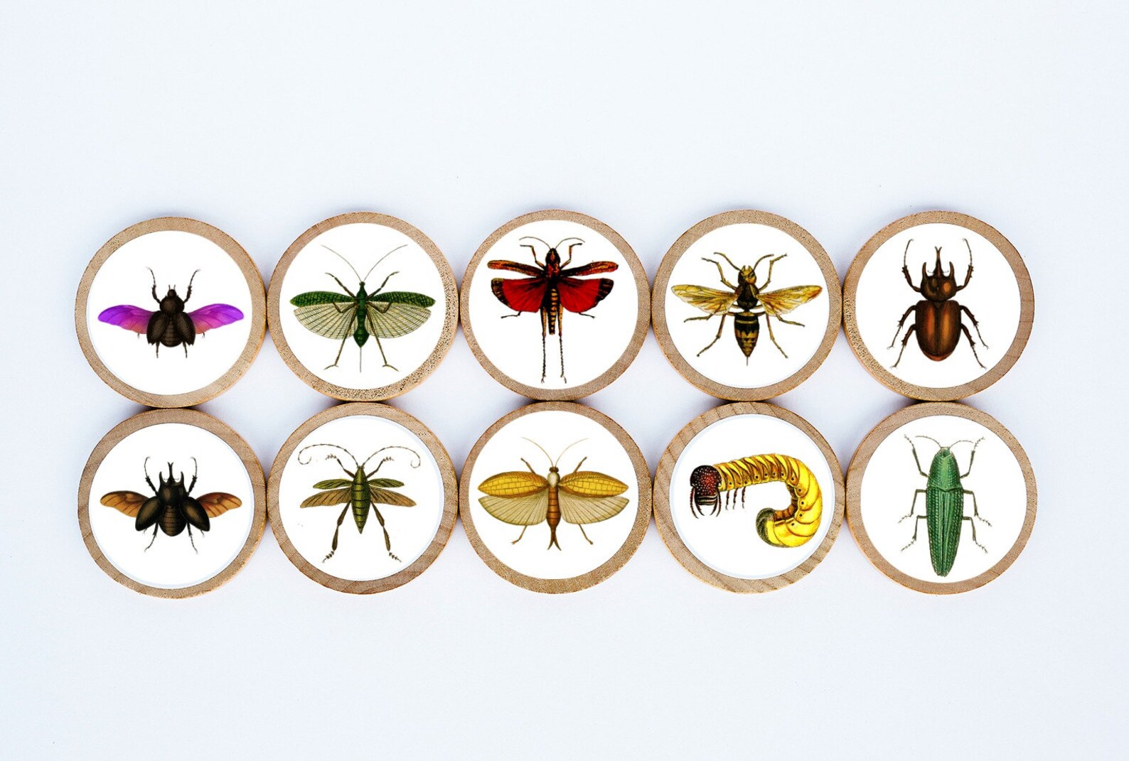 Insect Set / Set of 10 / 2 3/8 X 1/4 Inches / Set 1 / Etsy