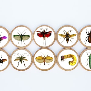 Insect Magnet Set / Set of 10 / 2 3/8 x 1/4 Inches / Set 1 / Refrigerator Magnets / Montessori  /  Teacher Gift / Children / Bug Magnets
