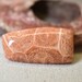 Indonesian Fossilized Coral
