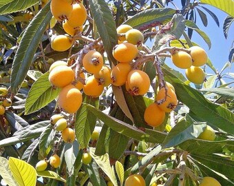 4 boutures vivantes - Le néflier du Japon (Eriobotrya japonica) fruit