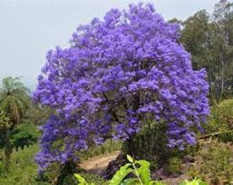 3 live cuttings - jacaranda mimosifolia (rosewood tree)