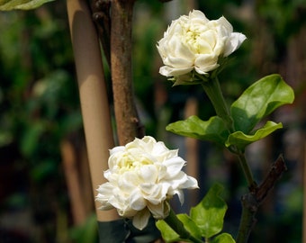 1 planta viva - Jasmine sambac Granduca di Toscana RARE perfumado