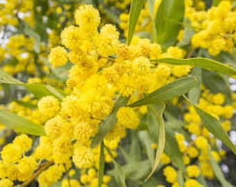 3 talee vive - acacia dealbata (mimosa gialla, bargiglio argentato)