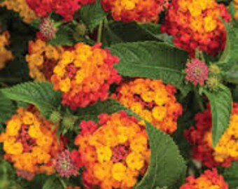 3 esquejes vivos - lantana camara (lantana común roja/amarilla