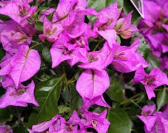 3 levende stekken Bougainvillea - paarse bloemen