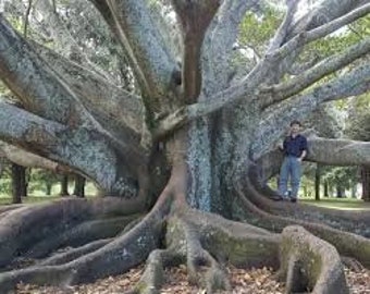 3 esquejes vivos - higo de bahía moreton (ficus macrophylla f columnaris