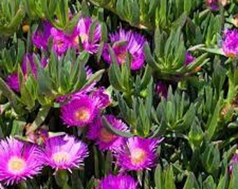 2 talee vive - Carpobrotus (faccia di maiale, pianta di ghiaccio, fico acido, fico degli Ottentotti) - rosa