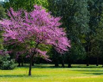 3 talee vive - Albero di Giuda(cervia siliquastrum)