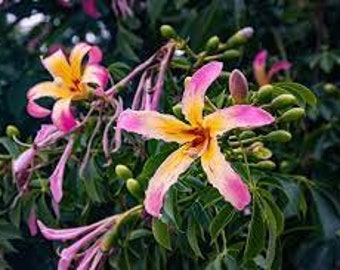 3 esquejes vivos - ceiba speciosa (chorisia speciosa) amarillo/rosa