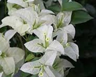 3 talee vive Bougainvillea - fiori bianchi