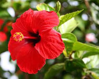 3 talee vive - hibiscus rosa -sinensis (cinese, ibisco hawaiano (rosso)