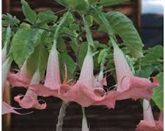 3 talee vive - brugmansia angeli tromba *rosa