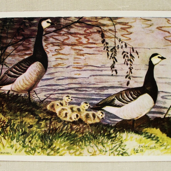 Barnacle Goose Card, Vintage Bird Postcard, 1975, Artist Alexey Komarov, Birds lovers gift, Animal Illustration Art Print, Nature Painting