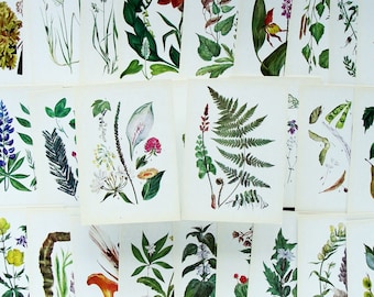 Botanical Vintage Cards Set of 32, Botanical Postcards, 1980, A6, Wild Flower Art Print, Forest Plant Illustration, Medicinal Herb Drawing