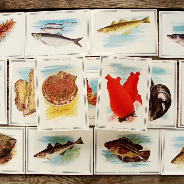 Seelebenskarten 16er Set, Vintage Meerestier Postkarten, 1986, Fisch Illustration, Mollusca Kunstdruck, Ichthyologie Collage, Natur Malerei