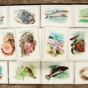Sea Life Vintage Postkarten 16er Set, Meerestierkarten, 1989, Fischillustration, Mollusca Kunstdruck, Ichthyologie Collage, Naturmalerei
