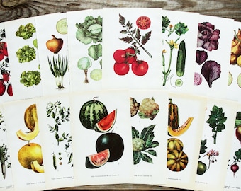 Vegetable Garden Art Print Set of 16, Vintage Botanical Book Pages, Tomato Illustration, Eggplant, Cabbage Image, Pumpkin, Melon Collage