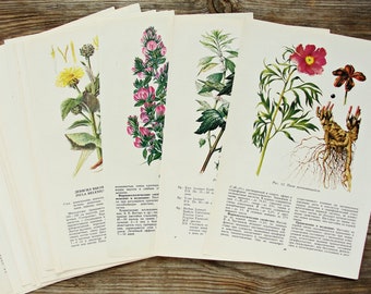 Vintage Wildflower Art Print Set of 28, Big Botanical Book Pages, Healing Herb illustrations, Nature Painting Collage, Natural History