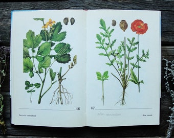 RARE! Vintage Illustrated Botanical Book, 1988, Atlas-Identifier of Weeds, Wild Plants Art Print, Herbs Illustration, Flower Nature Painting