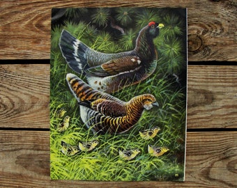 Capercaillie Book Plate, Original Vintage Bird Book Page, Ornithology Illustration, Nature Painting, Natural Science, Bird Art Print Gift
