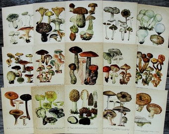 100% Vintage Mushroom Book Pages Set 15, Botanical Prints Kit, Fungi Illustration, Nature Painting Collage, Natural History, Paper Ephemera