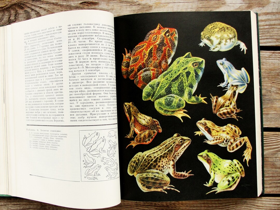 Amphibians & Reptiles Vintage Book, Animal Book, 1969, Scientific