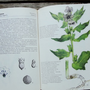 Vintage Botanical Book, 1987, Plants of Fields and Forests, Wildflower Illustration, Healing Herb Art Print, Nature Painting