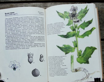 May include: A close-up of a botanical illustration of a Henbane plant (Hyoscyamus niger L.) with a detailed description of its characteristics and medicinal properties. The illustration shows the plant's leaves, flowers, and seeds. The text mentions that Henbane is a poisonous plant but can be used medicinally.