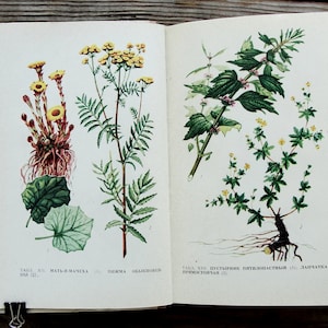 Libro botanico vintage, 1971, Libro di erbe curative, Illustrazione di fiori selvatici, Stampa d'arte di piante medicinali, Pittura naturale, Storia naturale