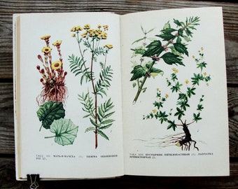 Vintage Botanical Book, 1971, Healing Herbs Book, Wild Flower Illustration, Medicinal Plants Art Print, Nature Painting, Natural History